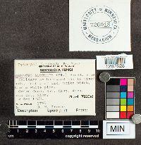 Tyromyces chioneus image