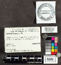 Typhula incarnata image