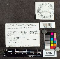 Tyromyces chioneus image