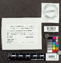 Tyromyces chioneus image