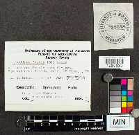 Ustilago maydis image