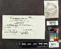 Ustilago maydis image