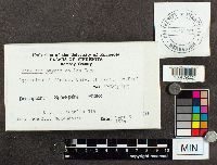 Ustilago maydis image