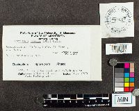 Ustilago maydis image