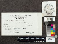 Ustilago maydis image