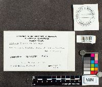 Ustilago maydis image