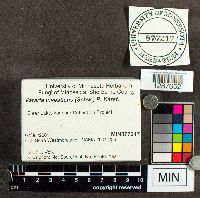 Vararia investiens image