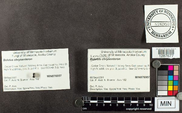 Boletus chrysenteron image