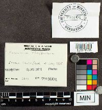 Boletus chrysenteron image