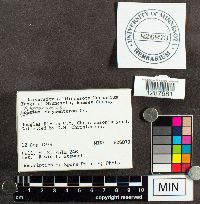 Boletus chrysenteron image