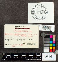 Boletus chrysenteron image