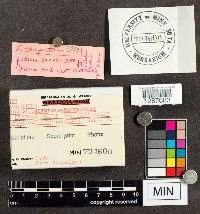 Boletus chrysenteron image