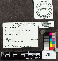 Boletus ferrugineus image