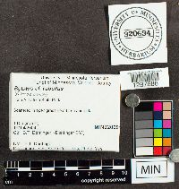 Boletus rubellus image