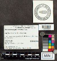 Boletus rubellus image