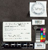 Boletus ferrugineus image