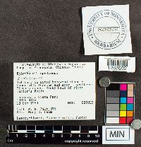 Boletus ferrugineus image