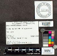 Boletus subtomentosus image