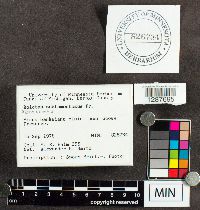 Boletus subtomentosus image