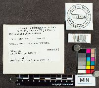 Boletus subtomentosus image