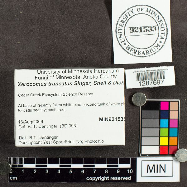 Xerocomus truncatus image