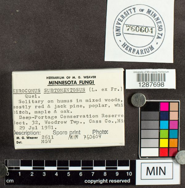 Boletus subtomentosus image