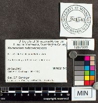 Boletus subtomentosus image