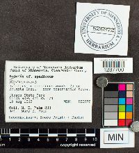 Boletus ferrugineus image