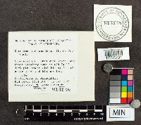 Boletus subtomentosus image