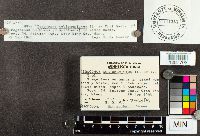 Boletus subtomentosus image