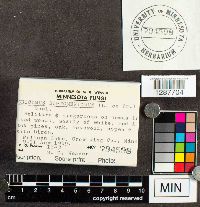 Boletus subtomentosus image