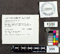 Boletus ferrugineus image