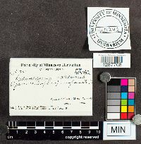 Xeromphalina campanella image