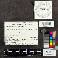 thumbnail image of current specimen
