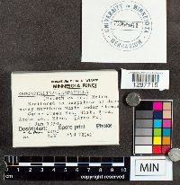 Xeromphalina campanella image