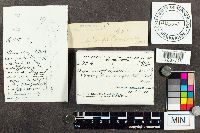 Xeromphalina campanella image