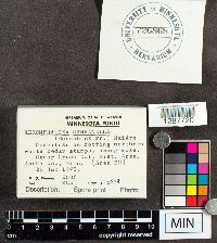 Xeromphalina campanella image