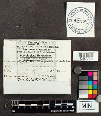 Xeromphalina campanella image