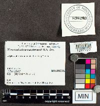 Xeromphalina kauffmanii image