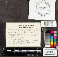 Xeromphalina kauffmanii image