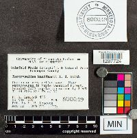 Xeromphalina kauffmanii image