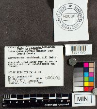 Xeromphalina kauffmanii image