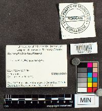 Xeromphalina kauffmanii image