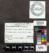 Xeromphalina kauffmanii image