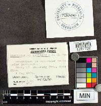 Xeromphalina kauffmanii image