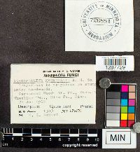 Xeromphalina kauffmanii image