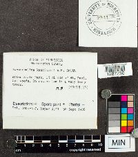 Xeromphalina kauffmanii image