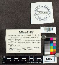 Xeromphalina kauffmanii image