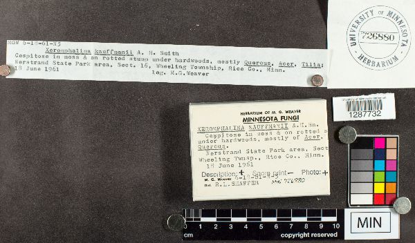 Xeromphalina kauffmanii image