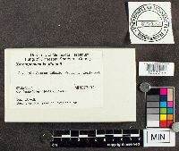 Xeromphalina kauffmanii image